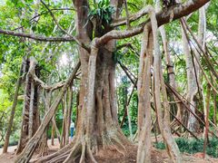 -中国科学院西双版纳热带植物园