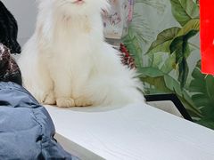 -猫小院猫主题餐厅(南锣旗舰店)