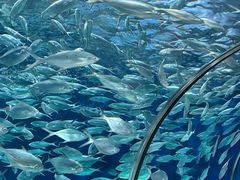 -上海海洋水族馆