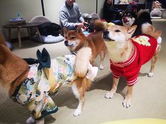 -逗柴咖啡屋·狗咖猫咖宠物桌游