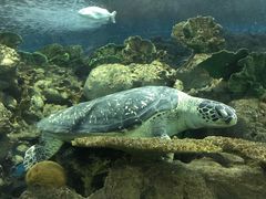 -上海海洋水族馆