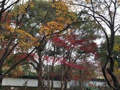 -秋霞圃