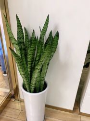-JUVA欧华医美连锁