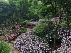 -狐尾山公园