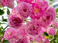 -公平路渡口(轮渡站)