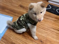 -宠物星动物医院·眼科·异宠·猫科(江南大道总院)