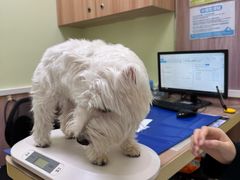 -瑞鹏宠物医院·宠保定点·心脏科·内科(御桥分院)