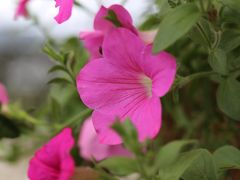-名花谷生态庄园