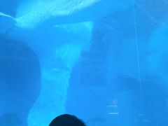 -海合安武汉极地海洋公园