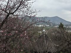 -香雪海