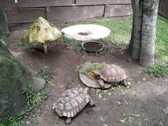 -清迈夜间动物园