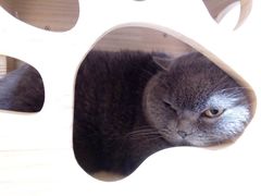 -Pets First伊珊娜洗护·精致美容·家庭式寄养(新会路店)