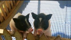 -萌宠亲子动物乐园(槐房万达店)