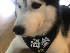 -Husky Go! 哈士奇体验馆·宠物咖啡厅狗咖