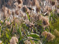 -华侨城湿地公园