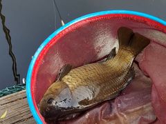 -酷鱼垂钓CLUB(朝阳区博大路店 )