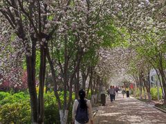 -洛阳市隋唐城遗址植物园