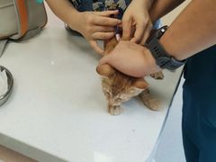 -康成宠物医院24H·CT·核磁共振