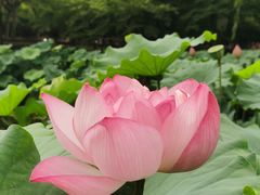 -陈家山荷花公园