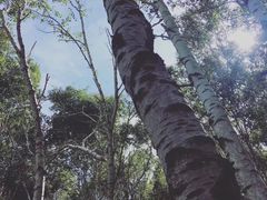 -塞罕坝国家级自然保护区