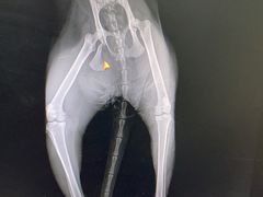 -乐嘟嘟宠物医院