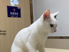 -宠颐生宠物医院外科·内科·皮肤科·影像科(石龙店)