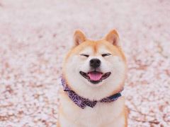 -恒康宠物医院(司背后街店)