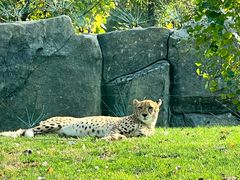 -北京野生动物园