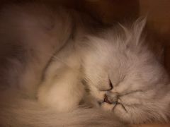 -more than meow吴止猫主题餐厅(承德 中船汇店)