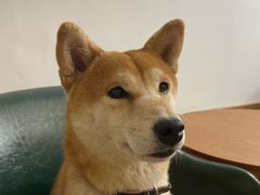 -是阿柴呀！柴犬咖啡·爱喵喵猫咖