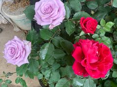 -金陵花卉交易市场