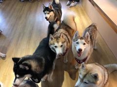 -Husky Go! 哈士奇体验馆·宠物咖啡厅狗咖