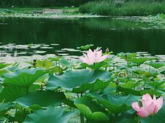 -长春市南湖公园