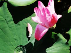 -莲花池公园