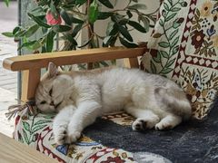-平行世界·猫咖(首经贸店)
