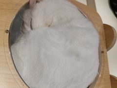 -飞行喵MR PILOT|猫舍·猫咖(静安大融城店)