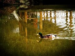 -西湖外事游船(花港观鱼码头)