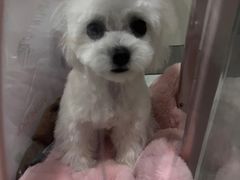 -FAELING PETS美天灵宠物(富力广场店)