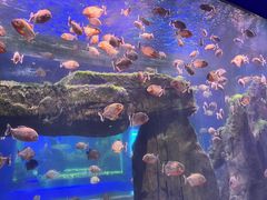 -石家庄海洋公园