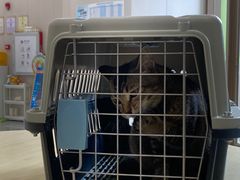 -瑞鹏宠物医院·骨科·猫科·内科(第一中心)