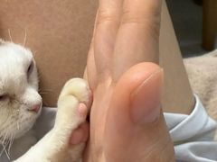 -山宅一喵德文卷毛猫舍