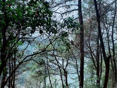 -铁山坪森林公园