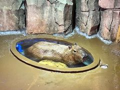 -正佳雨林生态植物园