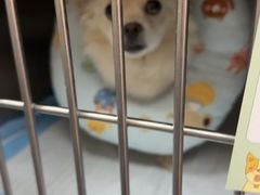 -半岛宠物医院24小时(西派城店)