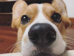 -佳百利宠物(荣乐中路115弄小区店)