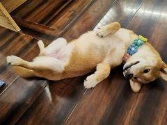 -豆柴町-柴犬主题狗咖(红鼎国际C座店)