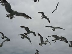 -海驴岛(荣成市)