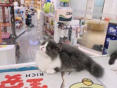 -1013 PET SHOP精品宠物商店(丁香店)