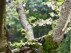 -武汉大学-樱园