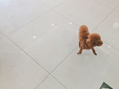 -全心全意连锁动物医院·微创中心·内科急重症·心脏专科(丰管路店)